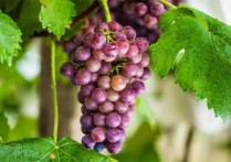 高考种葡萄 北方种什么葡萄品种好