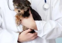 当兽医应该考什么专业 零基础怎么学兽医